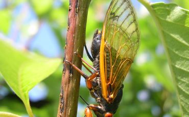 A 17-year-old Magicicada cassini female laying eggs in nests on a twig