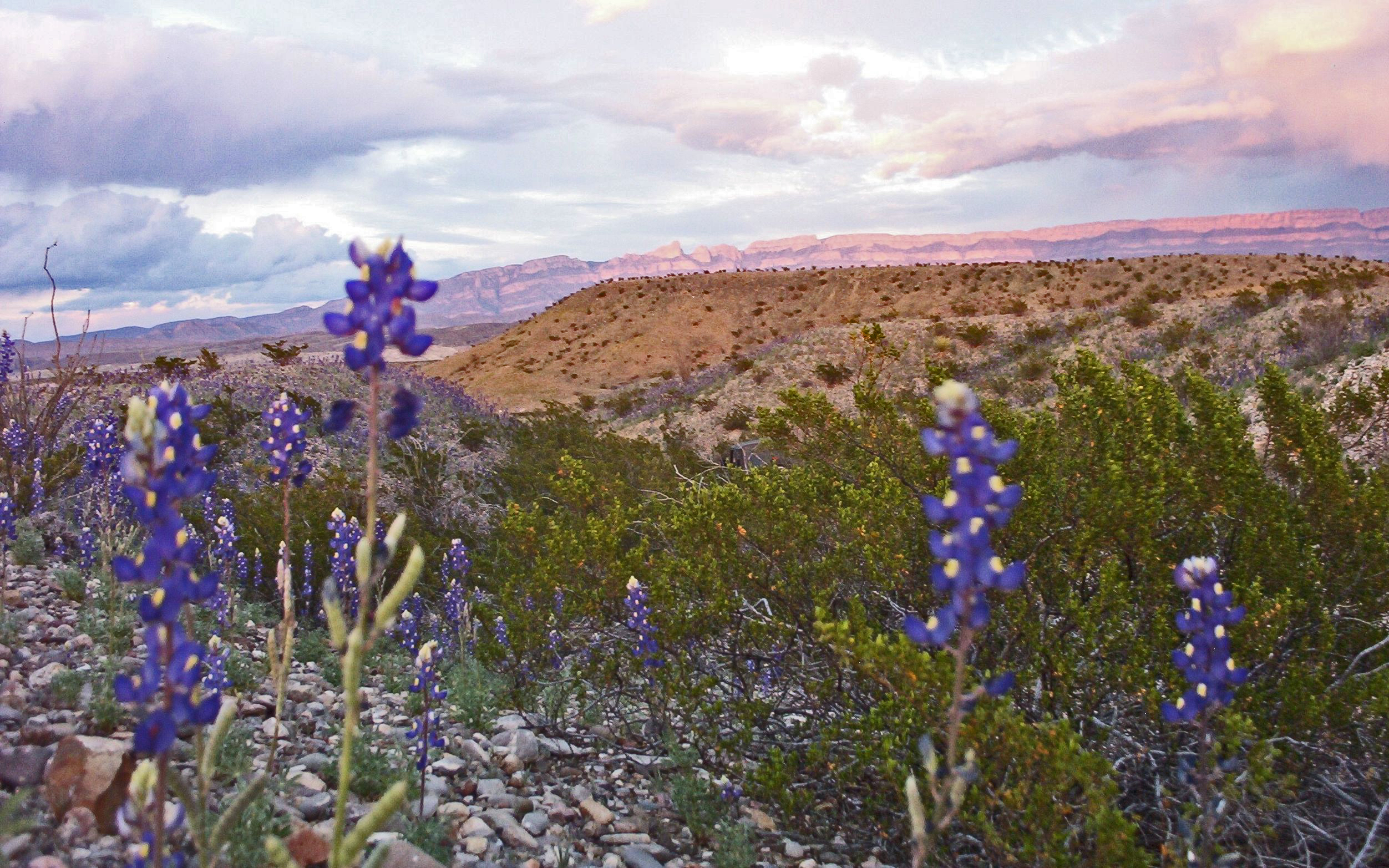 Bluebonnets