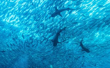 Reef sharks stalking a school of jackfish