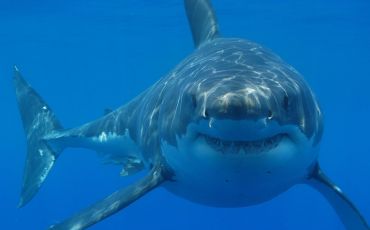 Great white shark