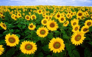 Light-adapted common sunflower (Helianthus annuus) field with all sunflowers facing east