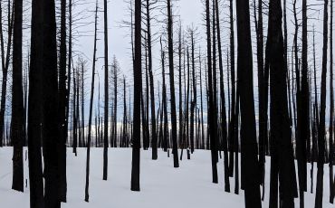 A forest impacted by wildfire in winter.