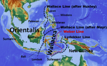 The Wallace Line is an imaginary boundary that separates diverse animal populations found on the Southeast Asian Sunda and Australian Sahul continental plates.