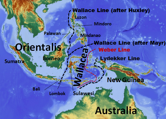 The Wallace Line is an imaginary boundary that separates diverse animal populations found on the Southeast Asian Sunda and Australian Sahul continental plates.