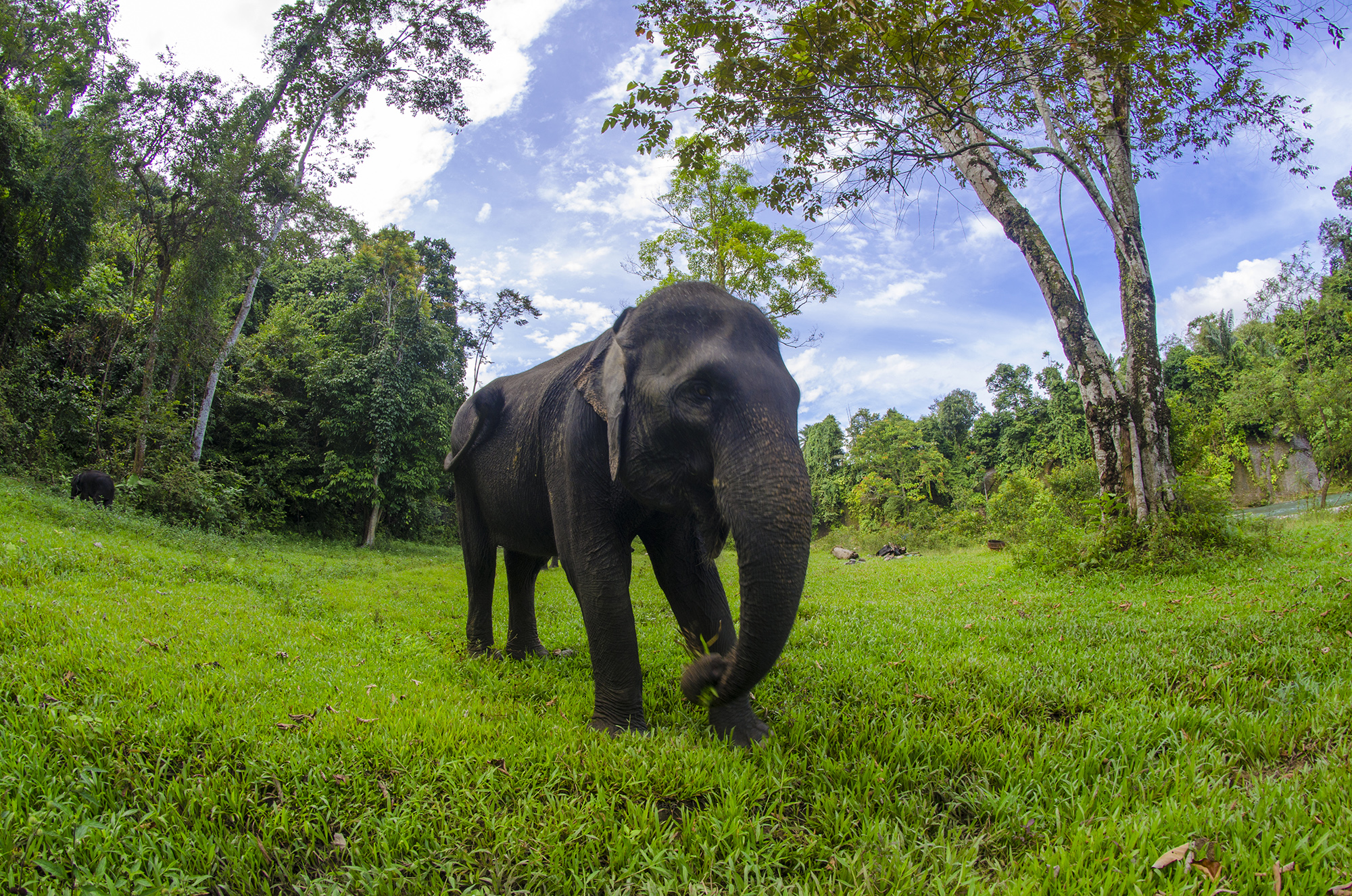 This Sumatran elephant makes its home in the Tangkahan Cconservation Aarea