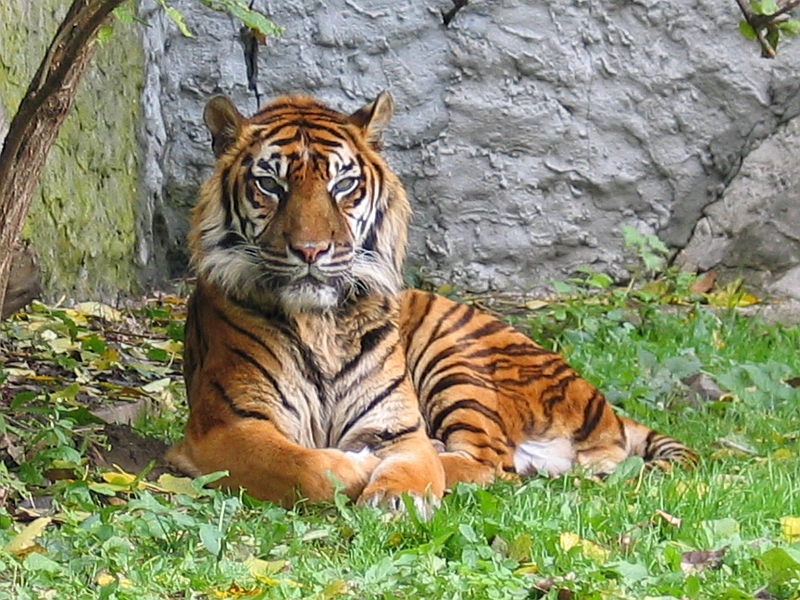 Large cats like this Sumatran tiger do not exist in Australia.