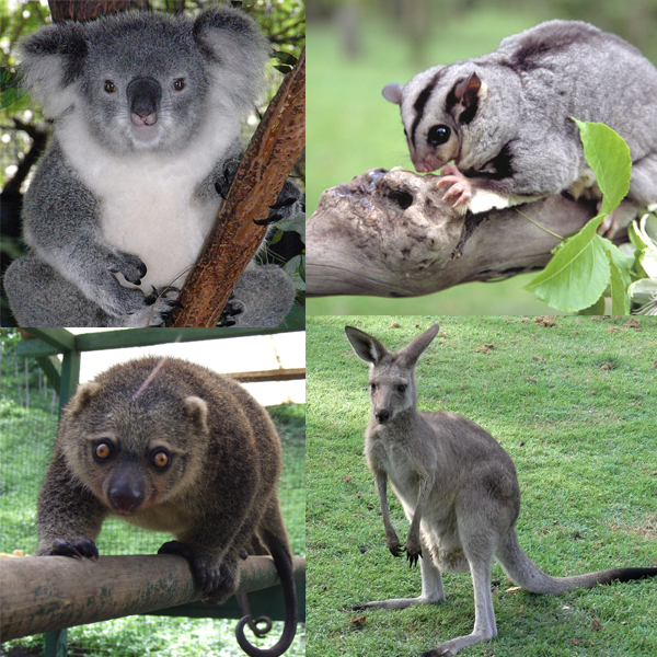 Marsupials are found on the eastward side of the Wallace Line and included (Clockwise from upper left) female koala (Phascolarctos cinereus) at Billabong Koala and Aussie Wildlife Park, Port Macquarie, New South Wales, Australia; mahogany glider (Petaurus gracilis); young eastern grey kangaroo (Macropus giganteus) at Lone Pine Koala Sanctuary, Brisbane, Australia; Sulawesi bear cuscus (Ailurops ursinus) at Grand Naemundung Animal Collection, Tandurusa, North Sulawesi, Indonesia 