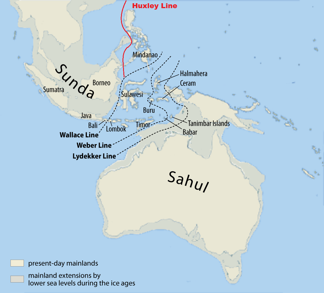 The Wallace Line is located in the Wallacea Islands between the Sunda and Sahul continental plates.