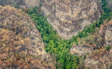 hese trees in a secret gorge in Wollemi National Park are the only Wollemi pines found in the wild.