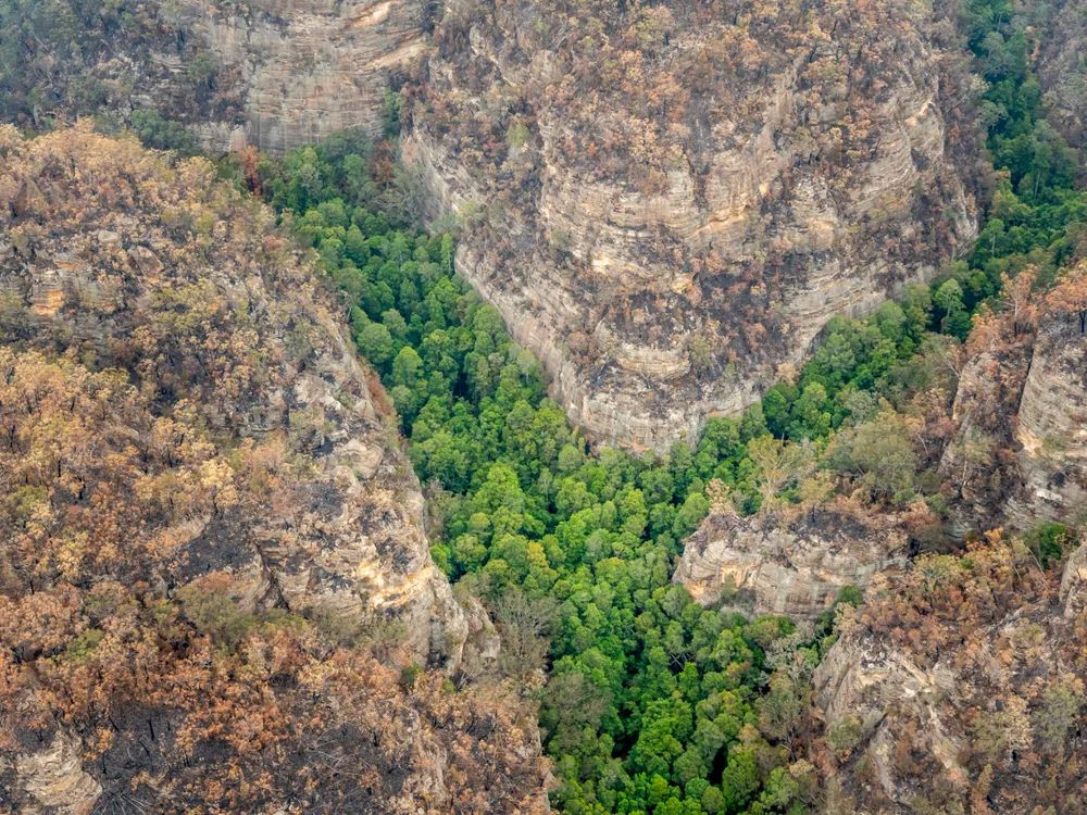 These trees in a secret gorge in Wollemi National Park are the only Wollemi pines found in the wild.