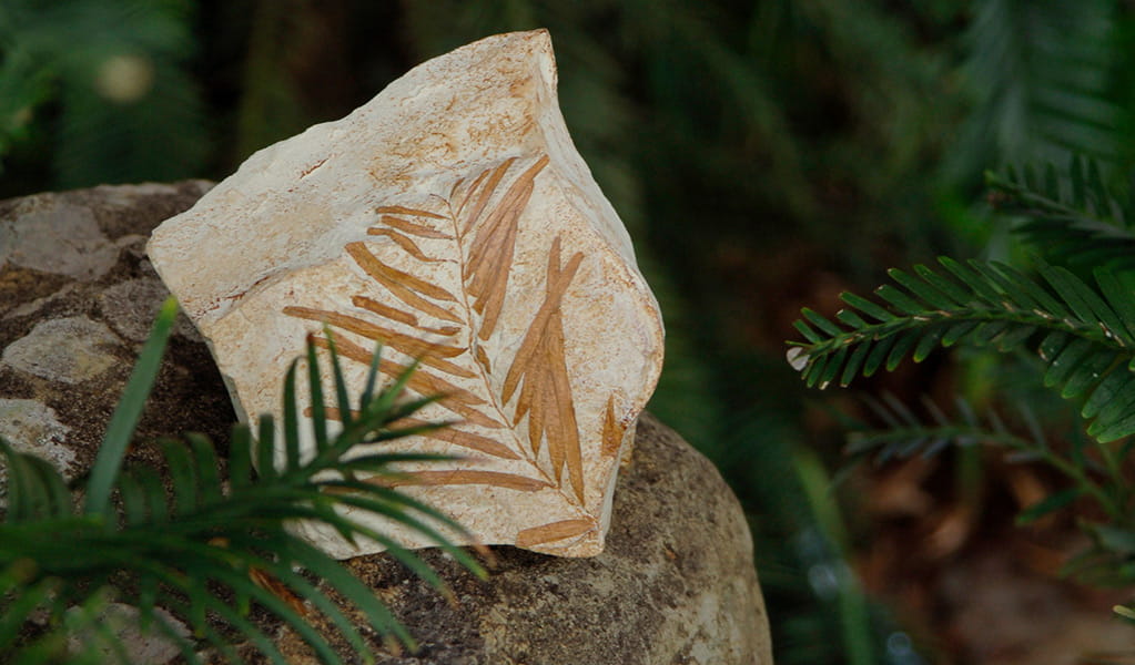 Green leaves of a Wollemi pine next to a fossil of ancient Wollemi pine leaves.