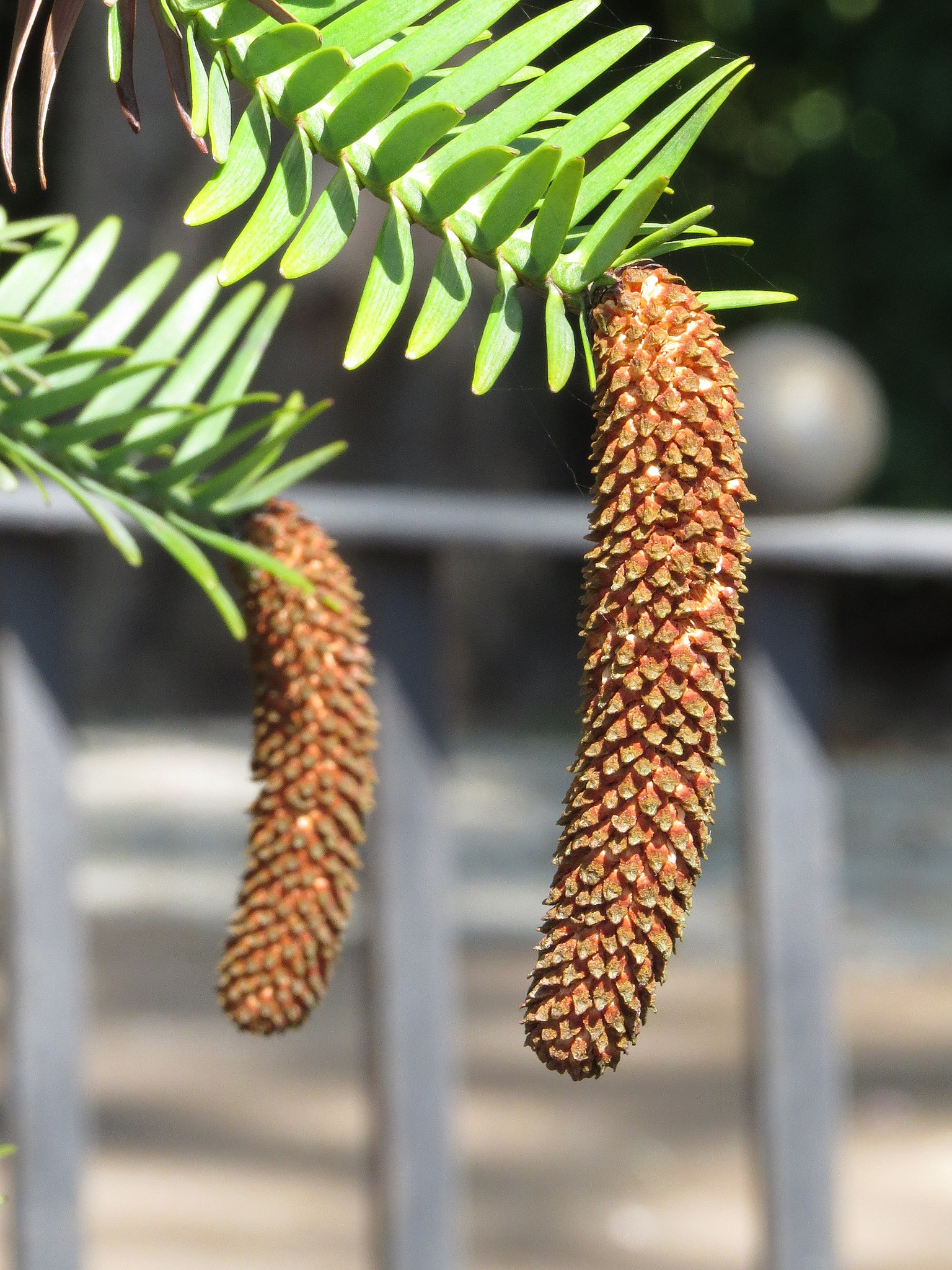 The elongated male cone of the Wollemi pine is found on the lower branches of the tree.