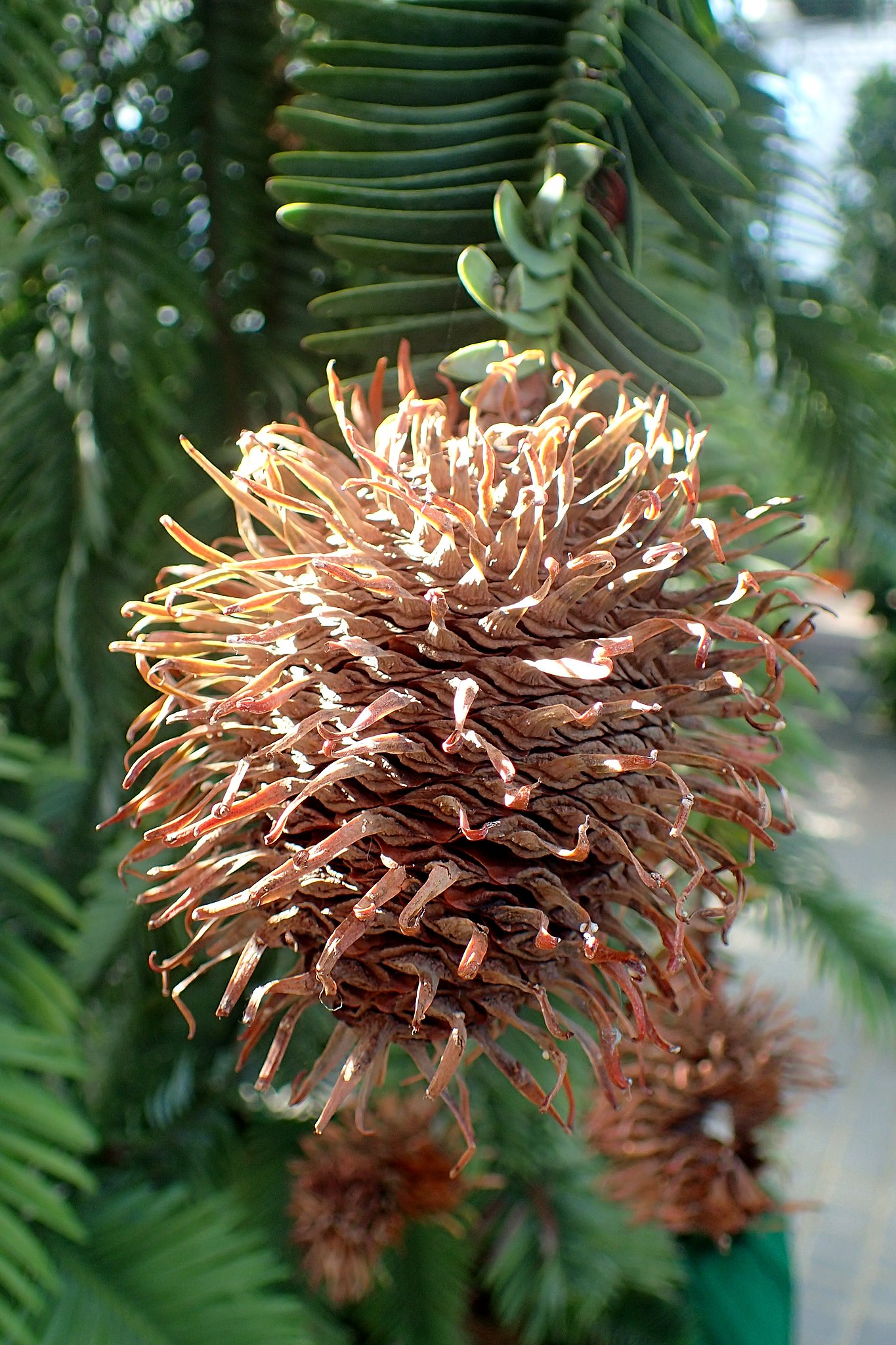 The round female cone of the Wollemi pine is found near the top of the tree.