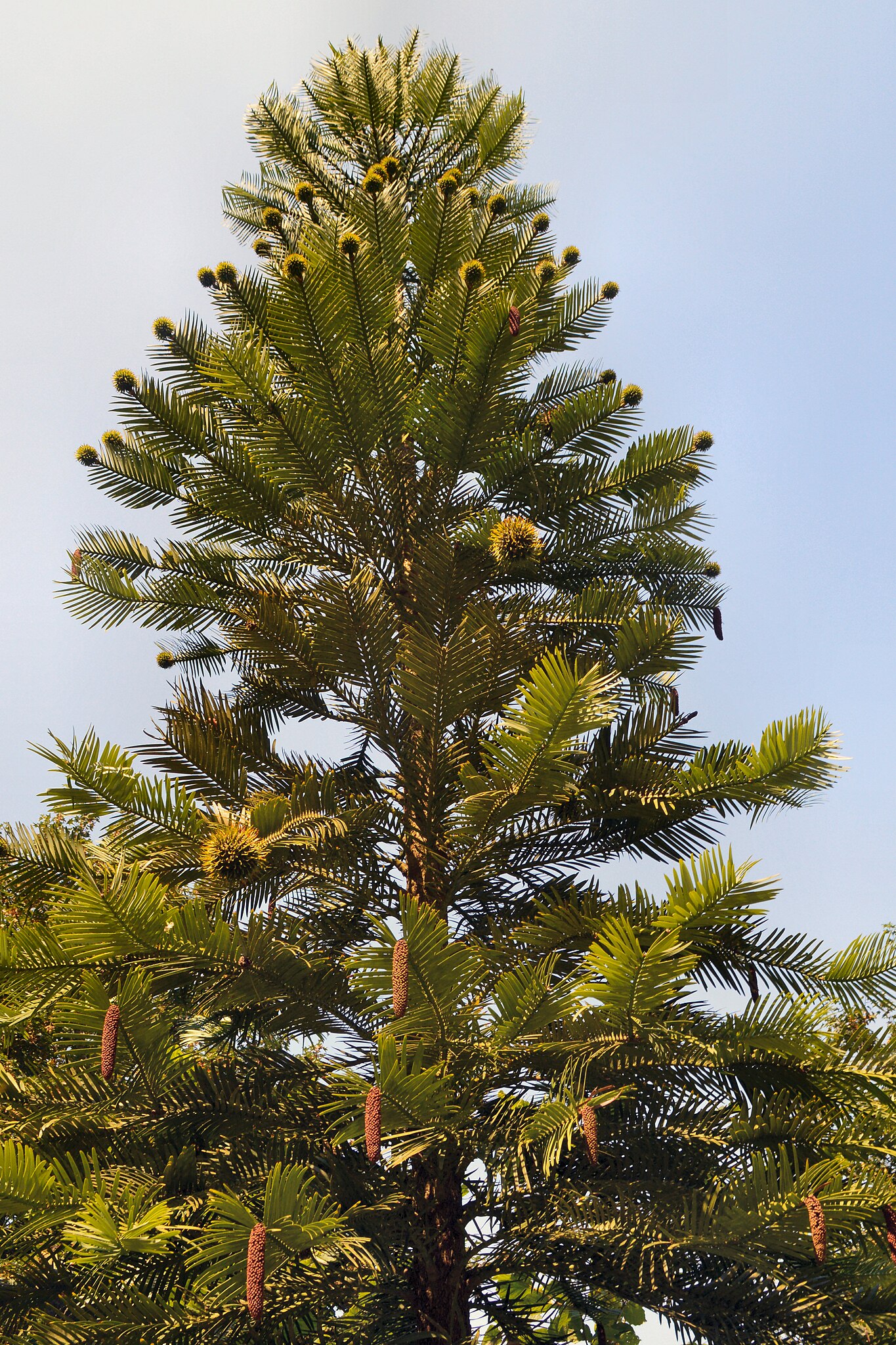 The Wollemi’s unique foliage, green female cones and brown male cones on display at Wakehurst Place Botanical Gardens south of London, England.