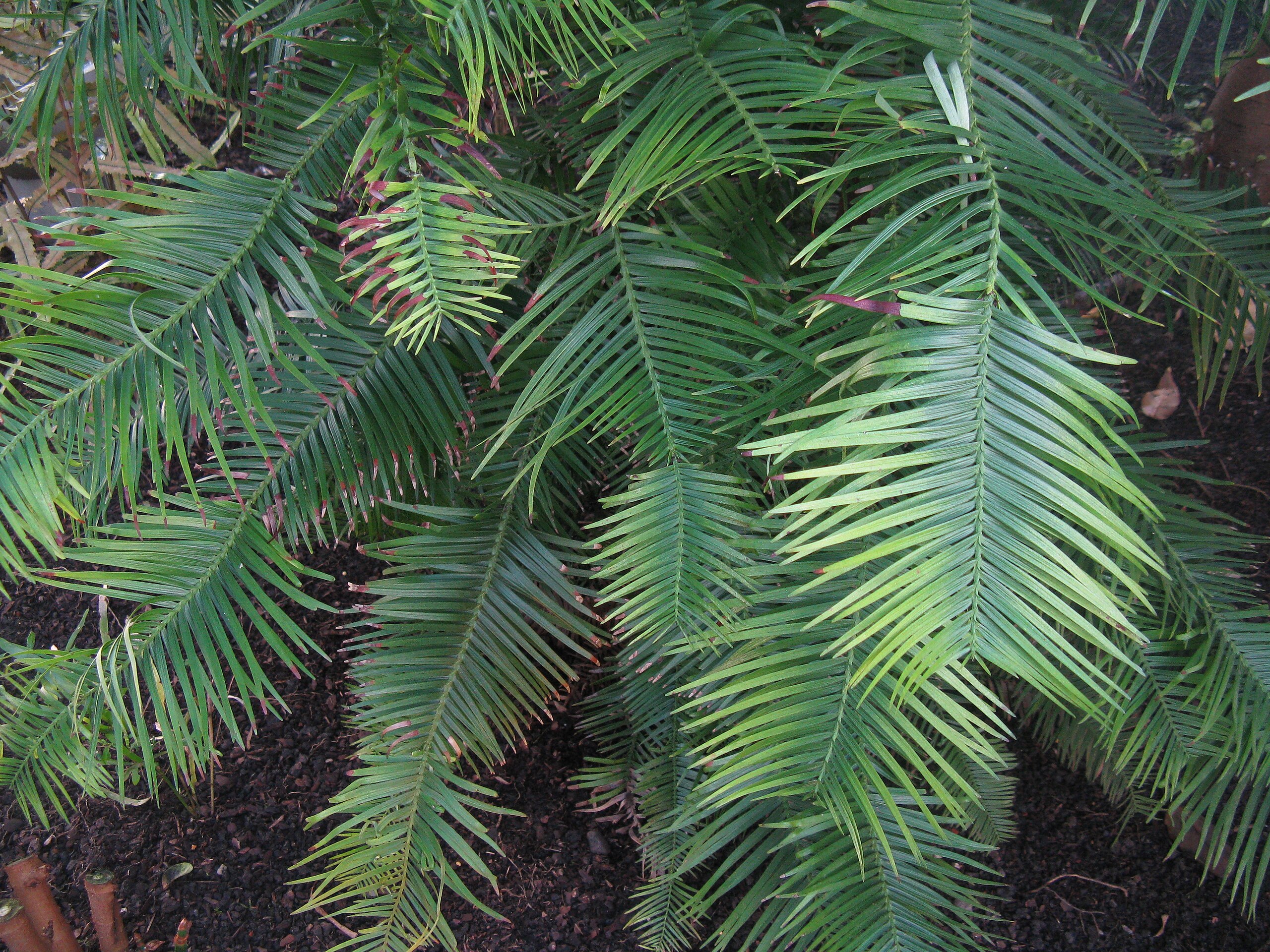 The Wollemi pine has wide needles compared to other types of conifers.
