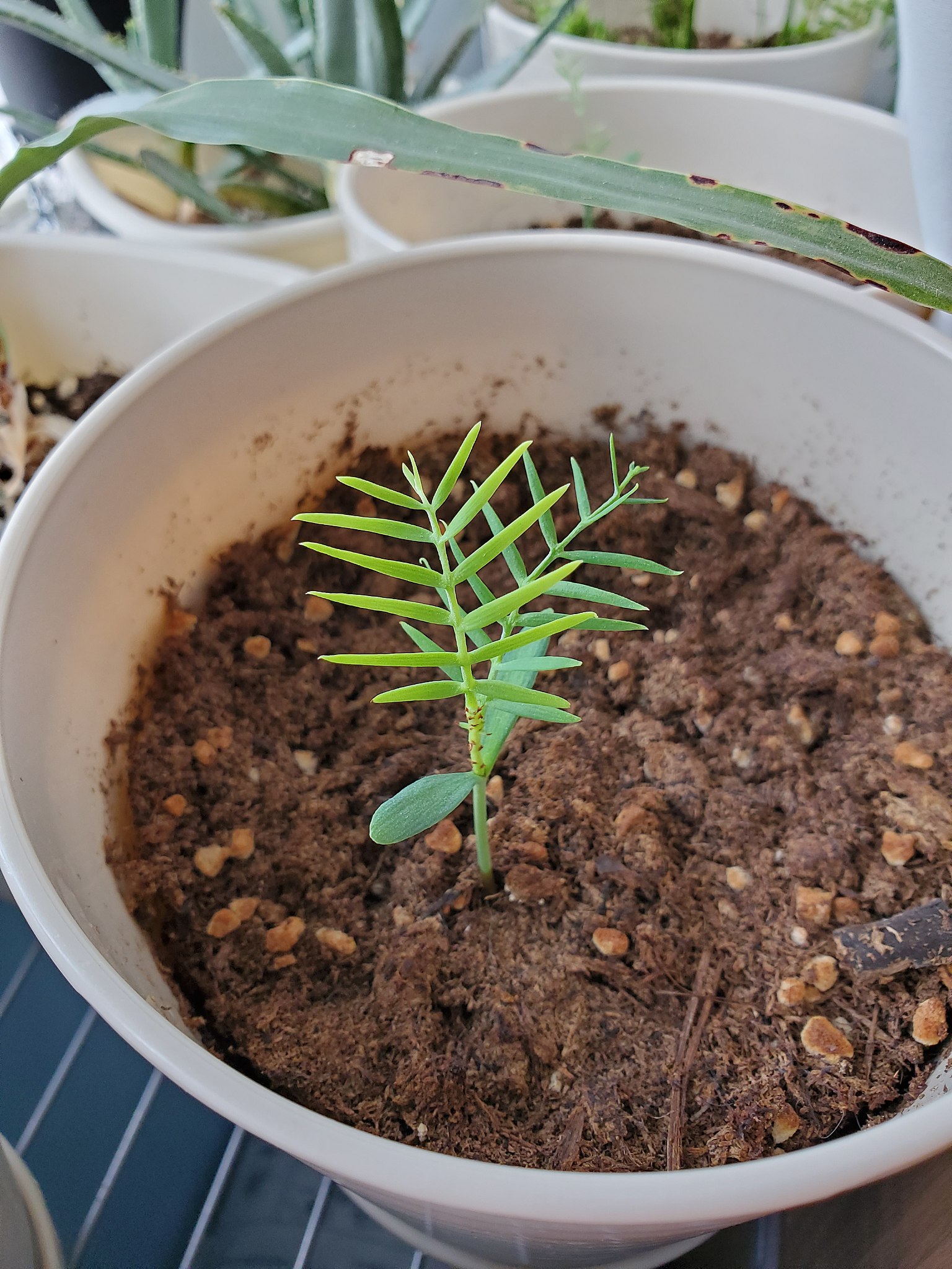 Conservation efforts are making seedlings of Wollemi pines available to botanic gardens and homeowners.
