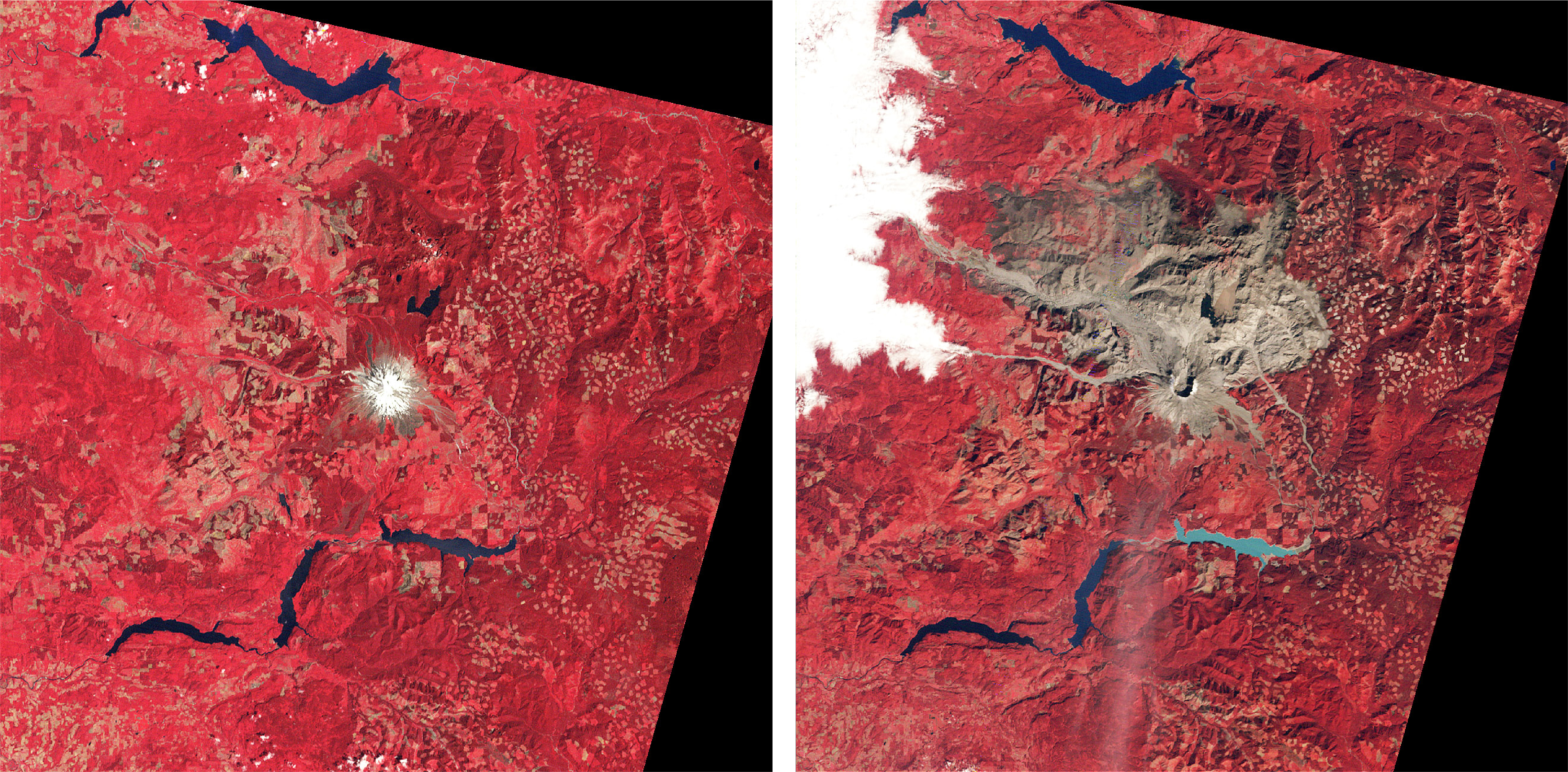 The astounding devastation of the eruption is shown by comparing Landsat images of Mt St Helens on August 29, 1979 and on September 24, 1980.
