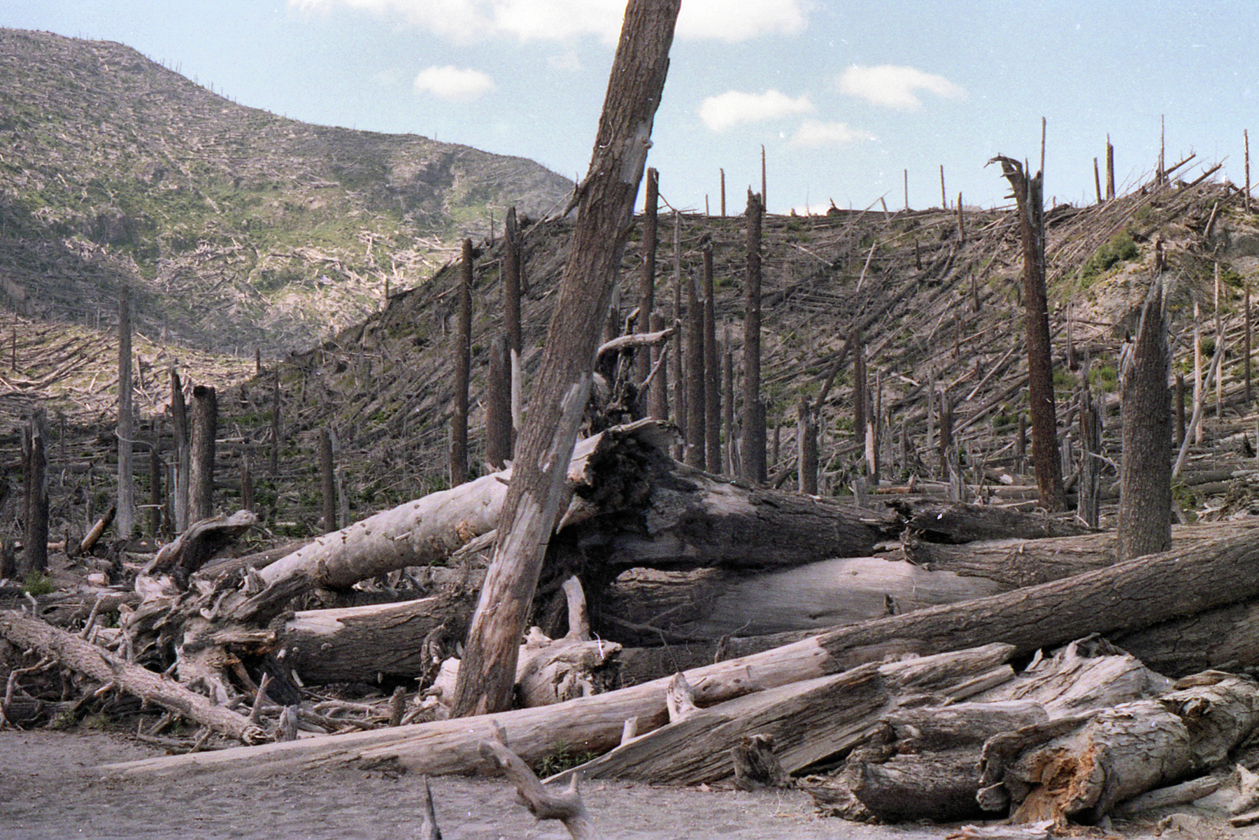 The blast toppled trees like they were toothpicks.