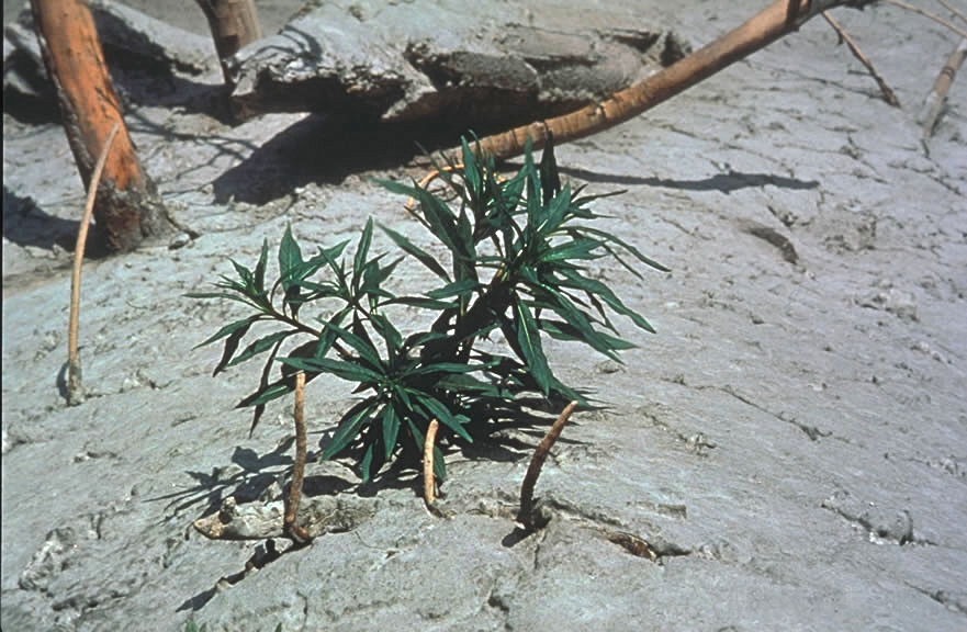 Observed just weeks after the eruption, fireweed sapling breaking through ash layers.