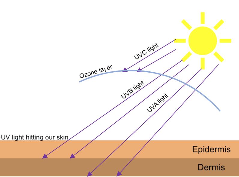 How sunlight passes through the ozone layer to damage our skin.