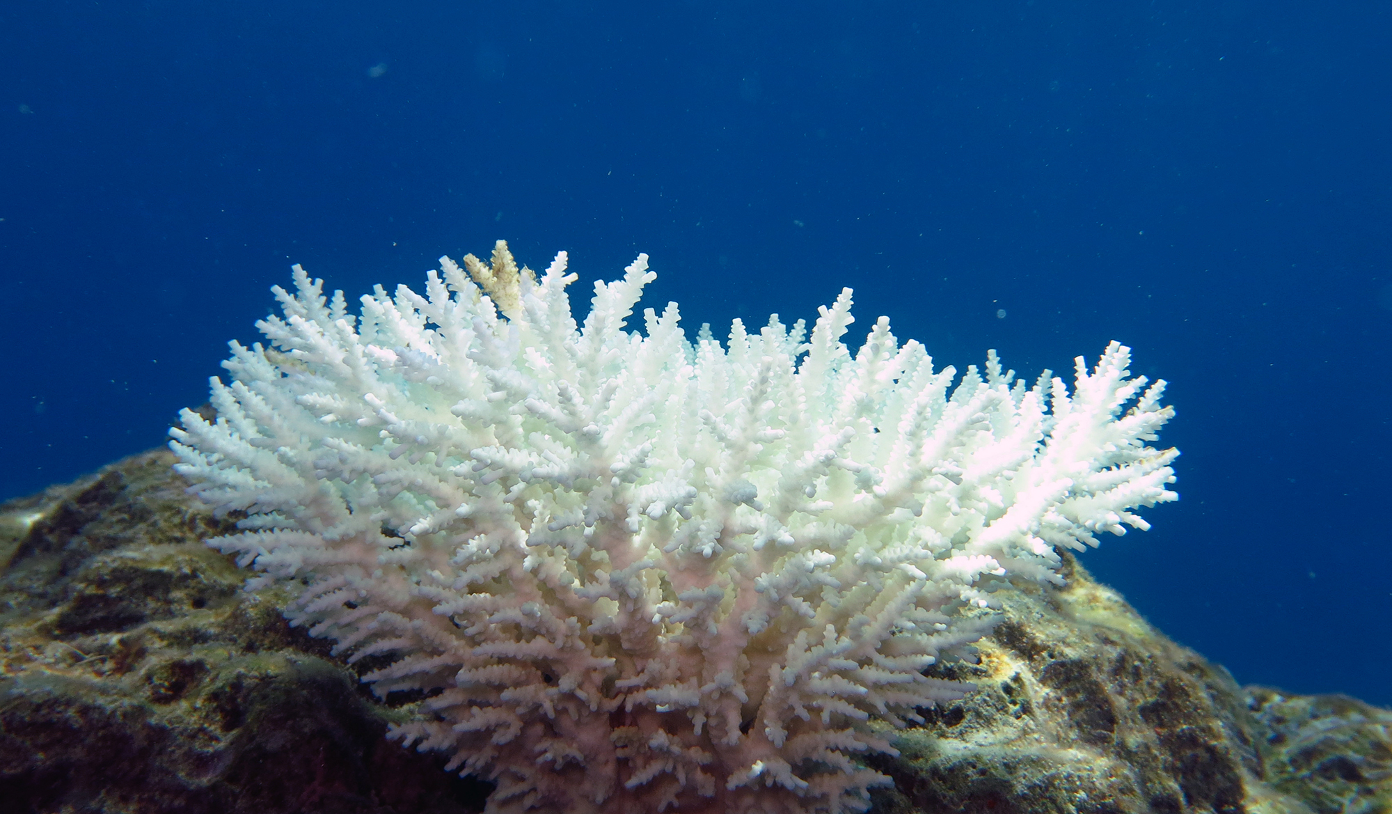 Bleached colony of Acropora coral in the Andaman Islands.