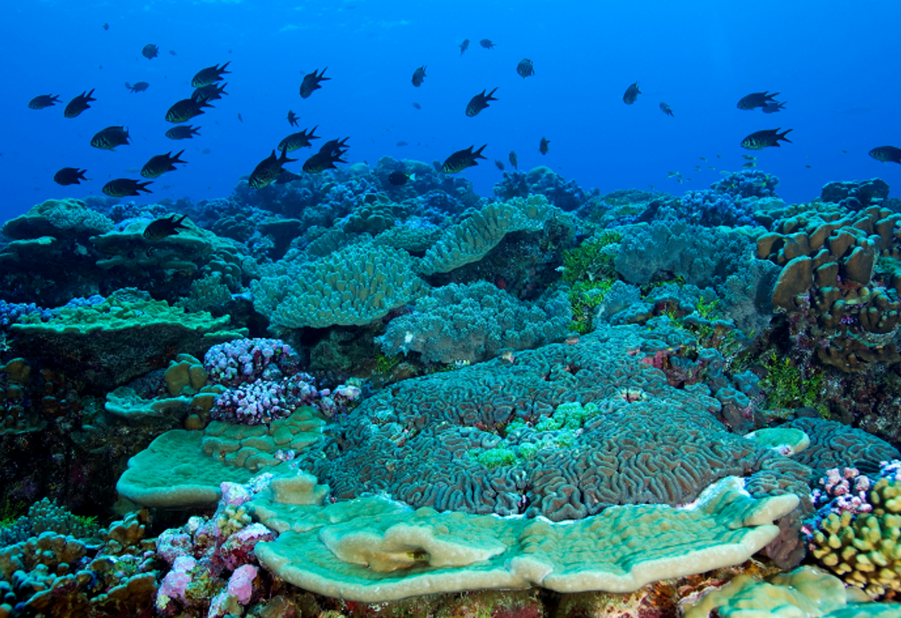 A healthy coral reef habitat on the remote Pacific atoll of Palmyra
