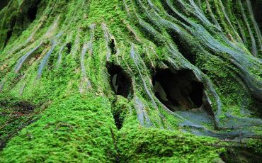 Mosses can be found across the globe.