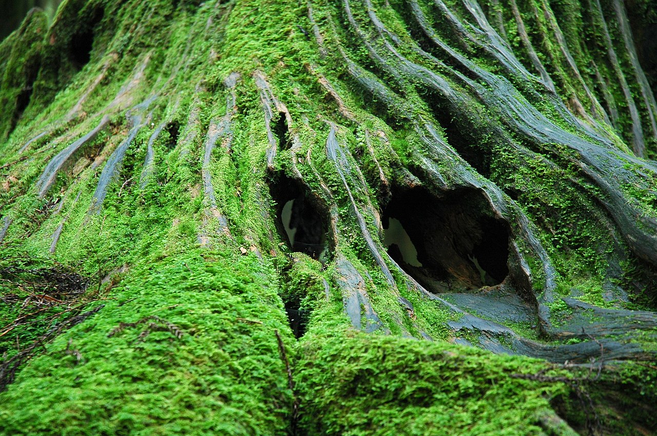 Mosses can be found across the globe.