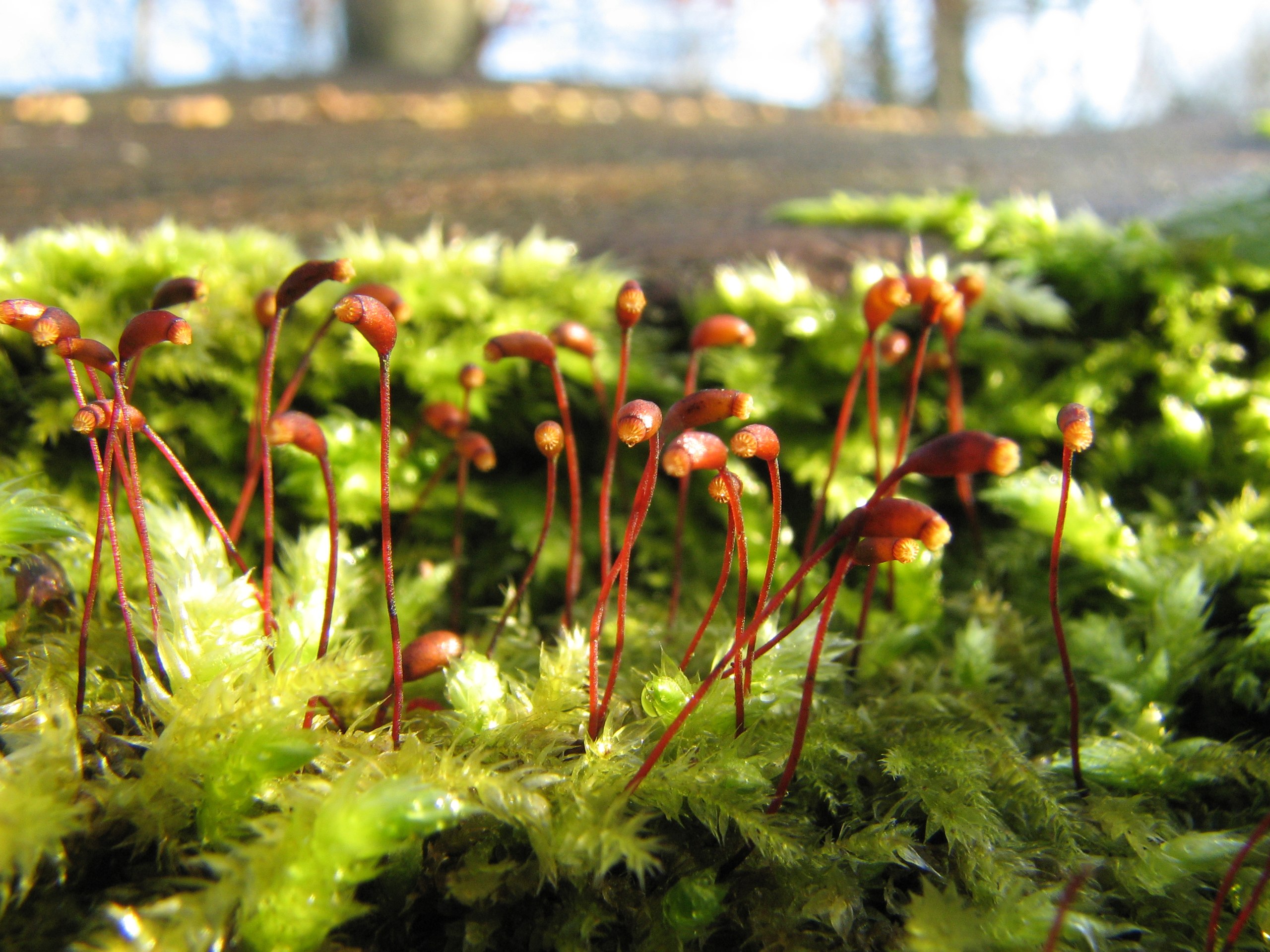 Sporophytes (spore-dispersing individuals) of a moss.