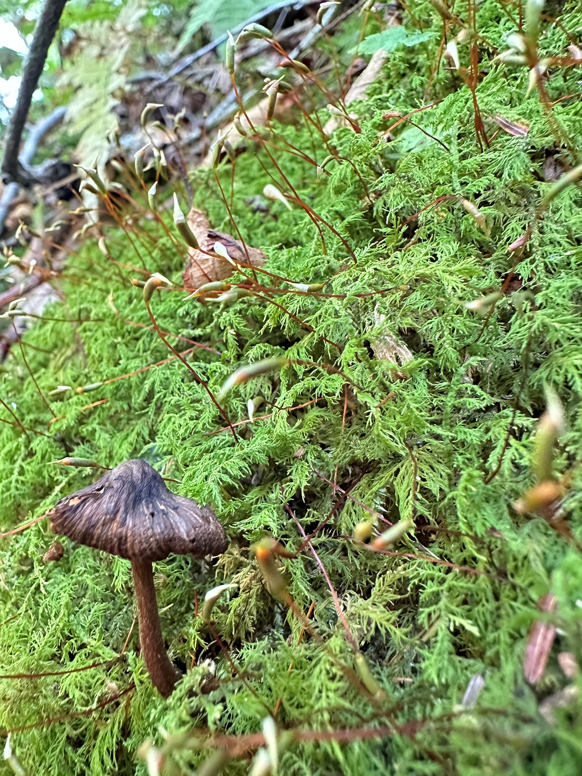 After mosses cover the surface of rocks, many other plants often begin to inhabit the surface including fungi, ferns, and even small trees.