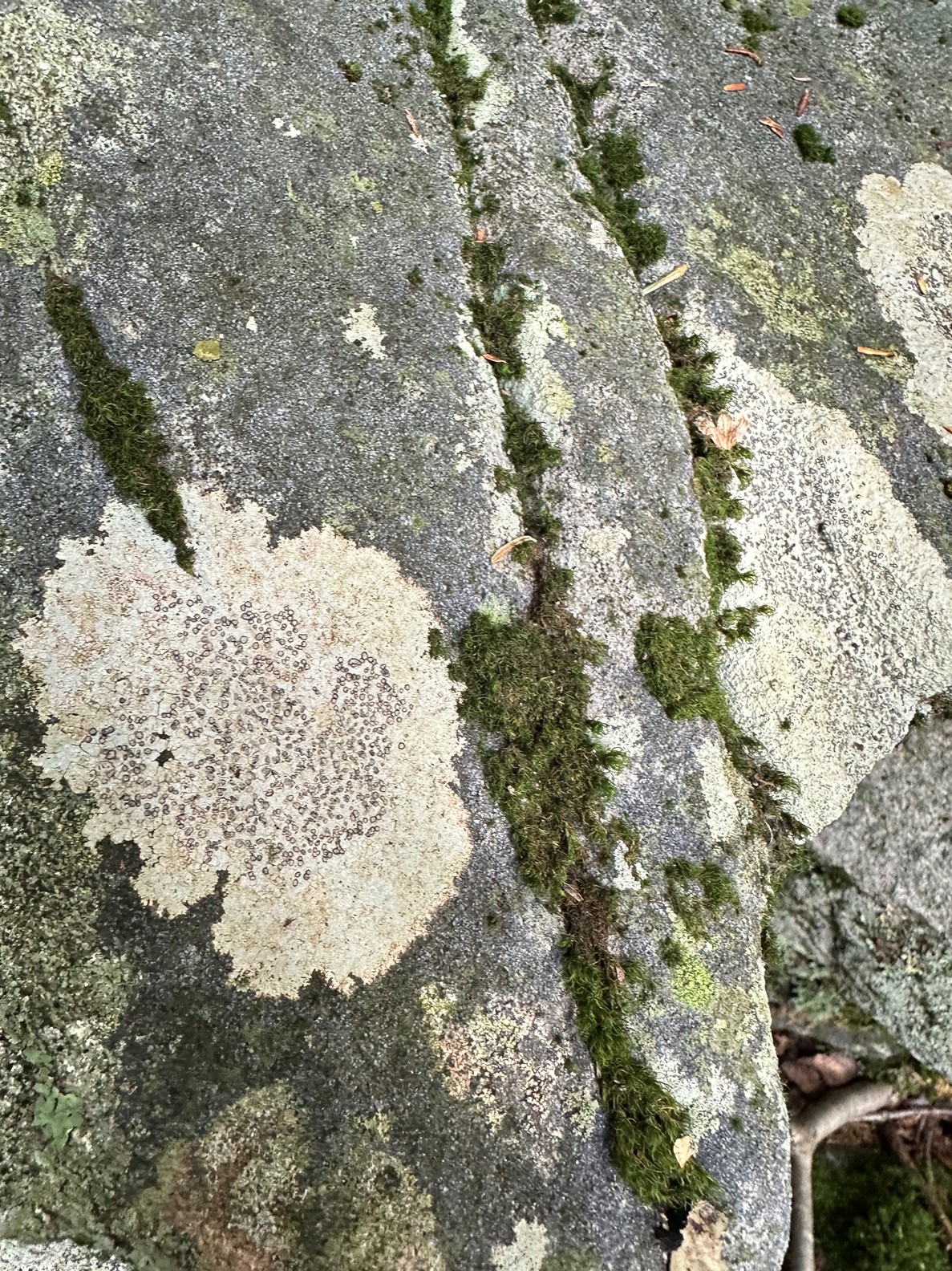 The round, grayish colored lichen grows on rocks and begin to break down the rock in soil and nutrients.