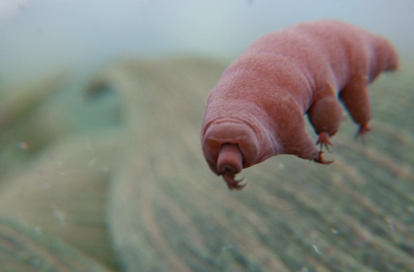 The tardigrade, also known as the water bear or moss piglet, is an 8-legged, segmented micro-animal.