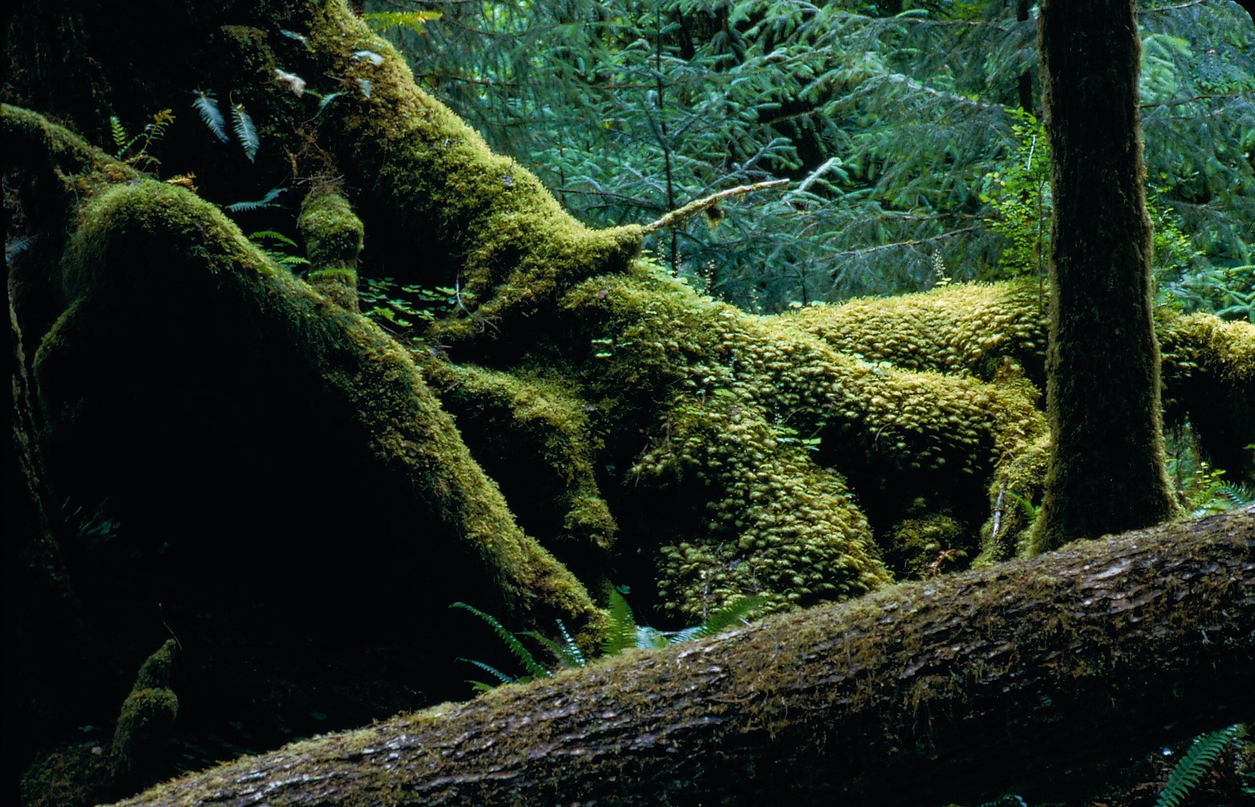 The dense, green landscape in Olympic National Park, Washington.