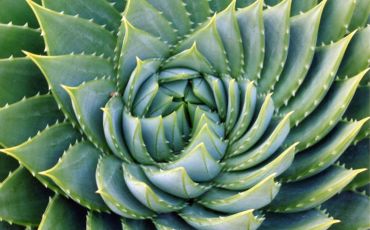 Evident sprials on an aloe plant from UC Berkeley Botanical Garden