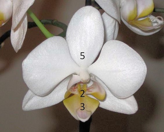 Multiple Fibonacci numbers are present on the petals of the Phalaenopsis orchid.