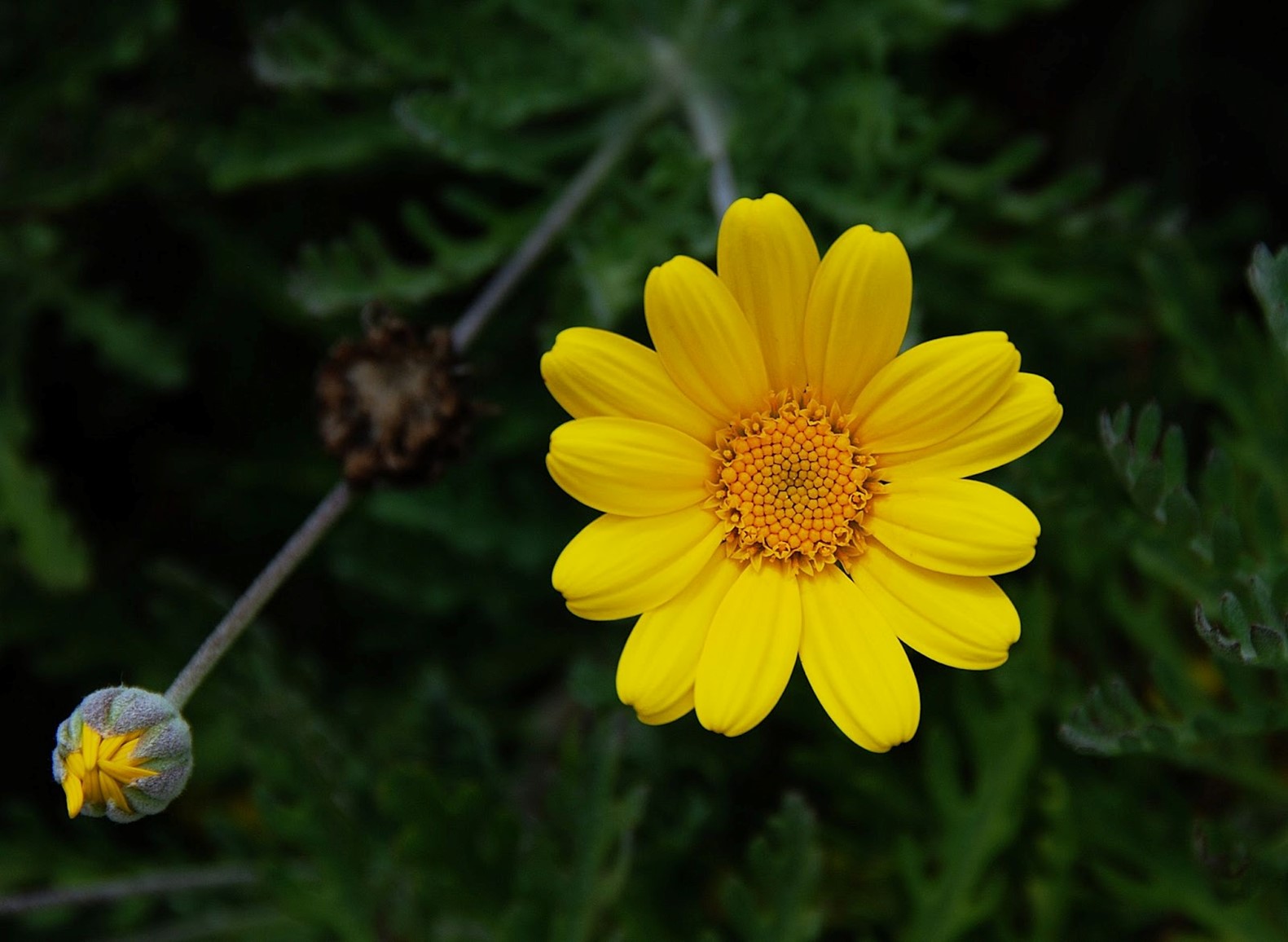 Count the 13 petals on a yellow chamomile.