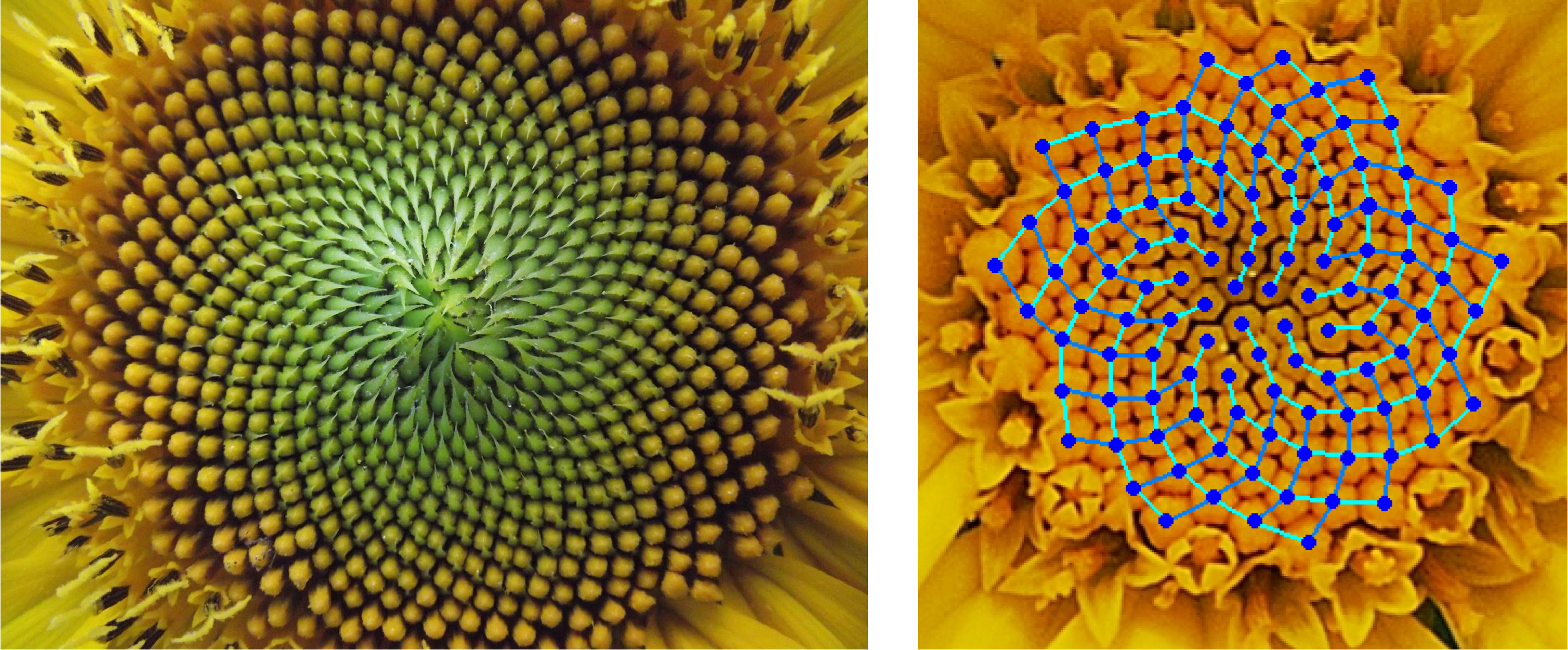 Look closely and you will see that the spirals occur both clockwise and counter-clockwise.