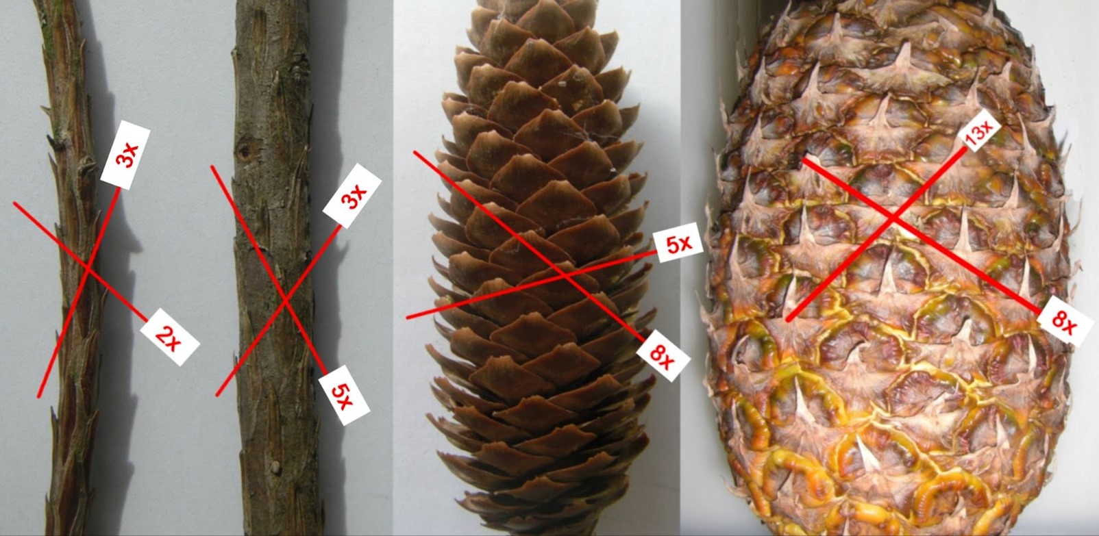 Fibonacci series in biology: two branches of Sequoiadendron giganteum, a cone of Pinus strobus and a pineapple. Each object shows left- and right-handed helices, the count of which is a member of the Fibonacci sequence. The ratio of high-slope versus low-slope helix counts approximates to the golden ratio: (3/2, 5/3, 8/5, 13/8).