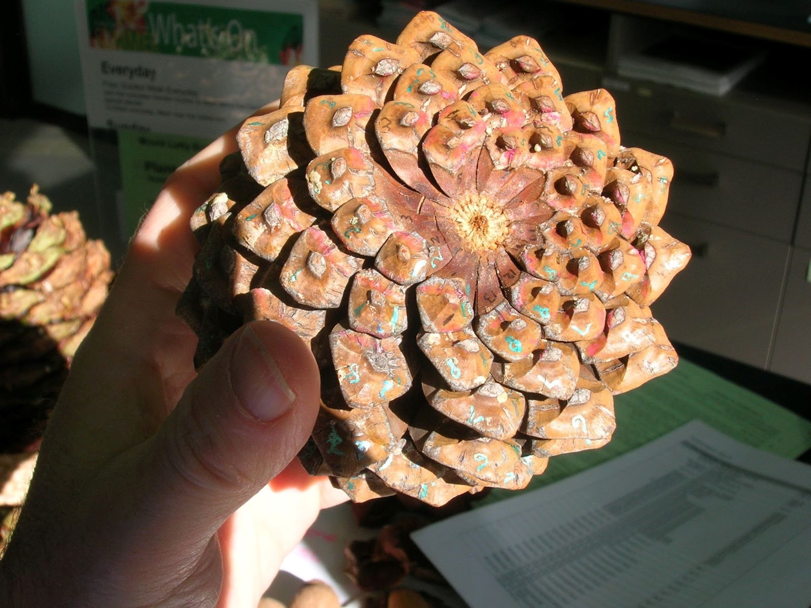 Just like sunflower seeds, pinecone seeds also display the Fibonacci spiral.