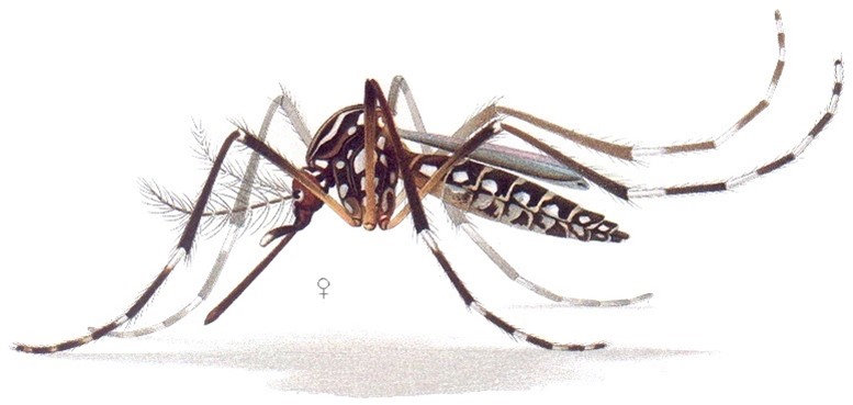 A drawing of a female Aedes aegypti mosquito