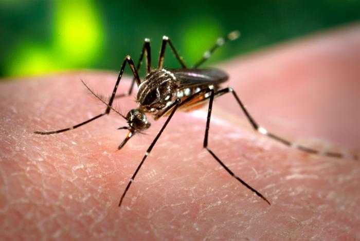 This Aedes aegypti mosquito is often called the yellow fever mosquito but it can also transmit dengue fever, Zika, and Chikungunya.