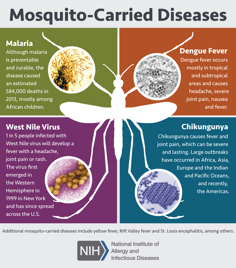 A poster informing the public about the many mosquito-borne diseases.