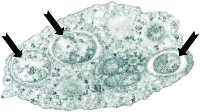 Three Wolbachia bacteria living inside the cell of a moth.