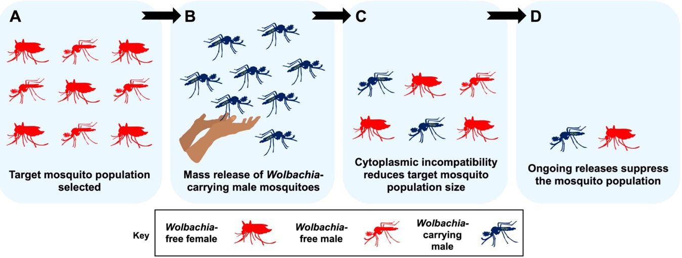 The process of releasing male and female Wolbachia-carrying mosquitoes to eventually replace a targeted population that carries disease.