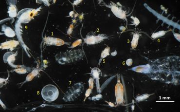 A mixed zooplankton sample