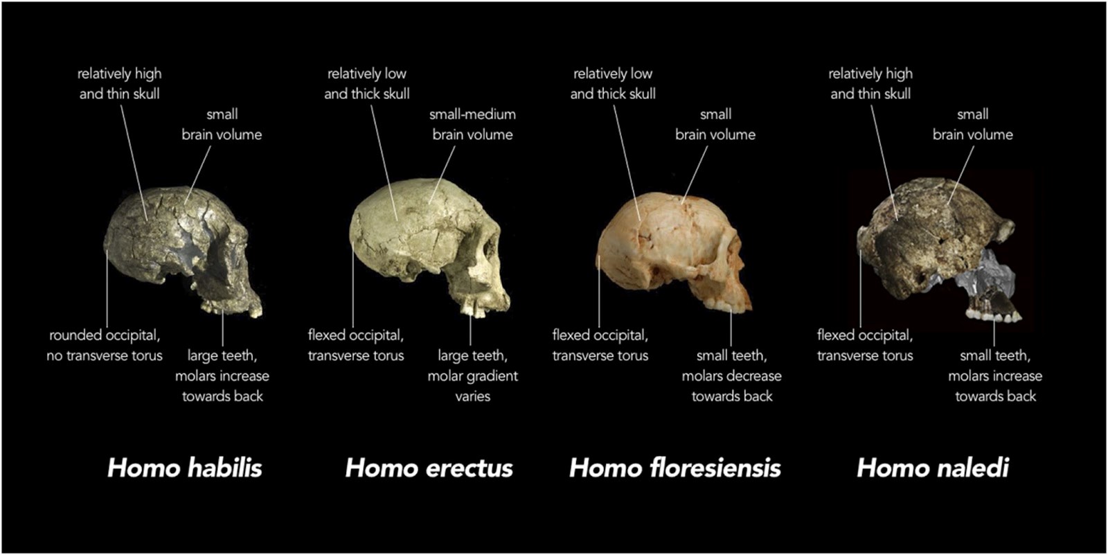 The H. floresiensis has a distinctly smaller brain volume and small teeth compared to its ancestor H. erectus from mainland Asia.