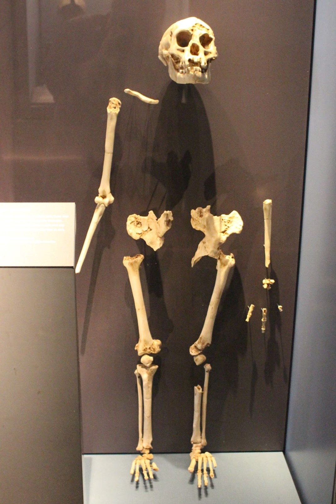 The most complete skeleton found by the Morewood team on Flores
