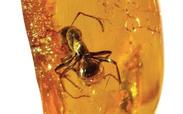  An ant in Baltic amber.
