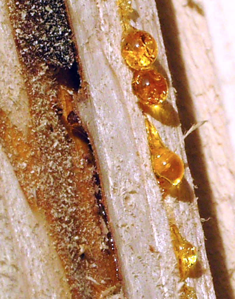 Droplets of sticky resin from a spruce tree that would become amber if fossilized.