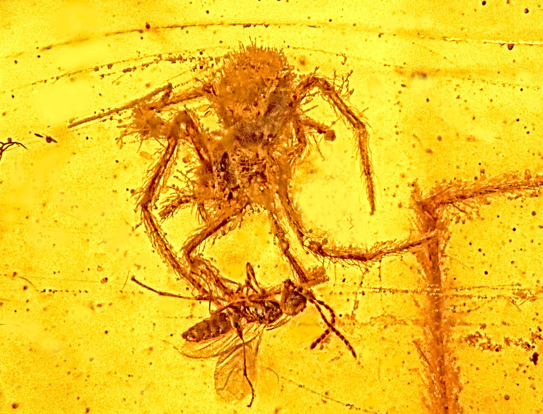 This is the only fossil ever discovered that shows a spider attacking prey in its web.